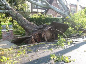 tree uprooted with shallow roots - you need to be rooted to thrive