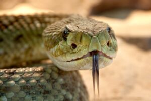 Poisonous rattlesnake
