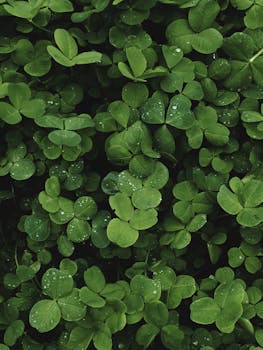 Shamrock - used by St. Patrick to explain the Holy Trinity.